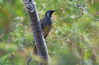 Medosavka zlutohrdla - Nesoptilotis flavicollis - Yellow-throated Honeyeater o5911